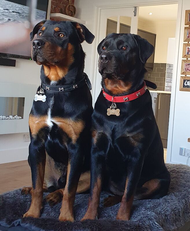 Beautiful rottweiler puppies for sale in Bognor Regis, West Sussex | Image 3