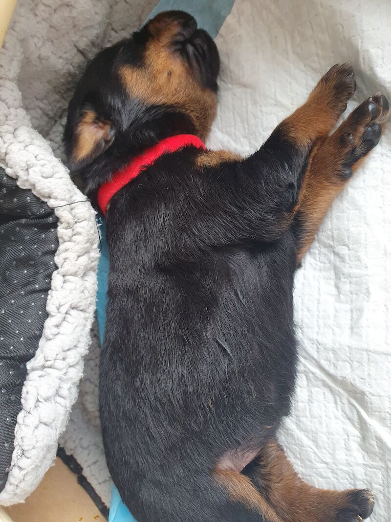 Beautiful rottweiler puppies for sale in Bognor Regis, West Sussex | Image 4