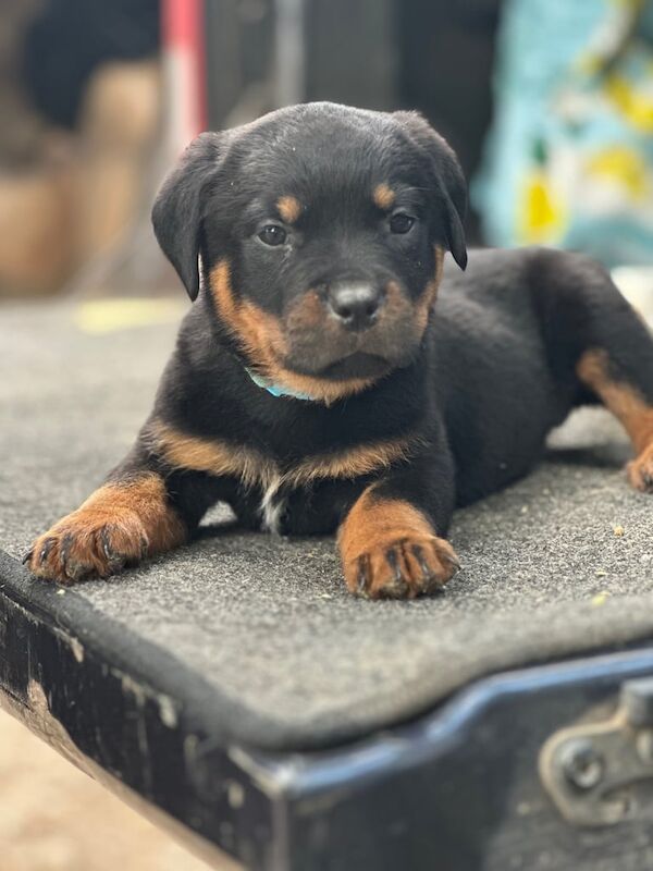 Beautiful Rottweiler Puppies for sale in Downham Market, Norfolk