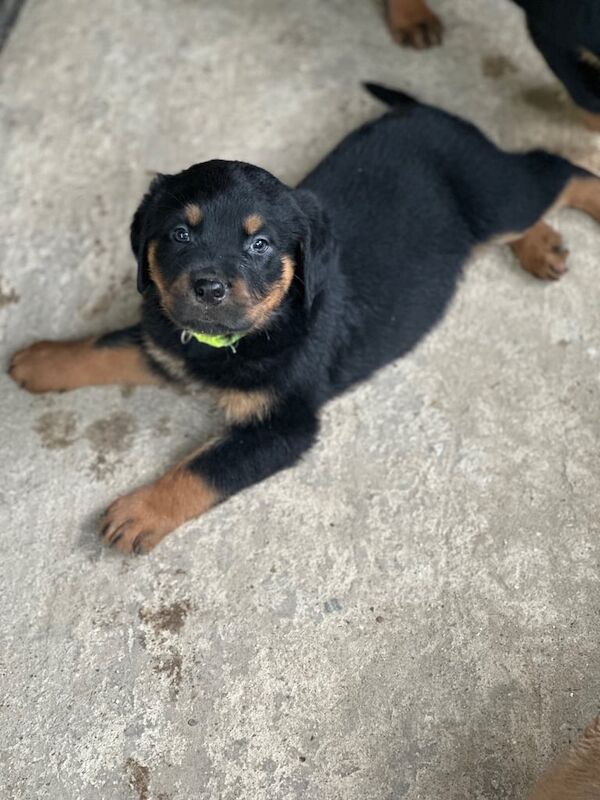 Beautiful Rottweiler Puppies for sale in Downham Market, Norfolk - Image 2