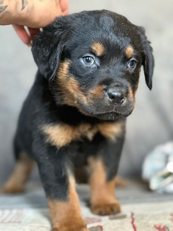 Beautiful Rottweiler Puppies for sale in Downham Market, Norfolk - Image 3