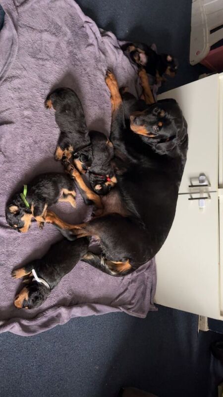 Rottweiler puppies for sale in Southampton, Hampshire – 4 weeks old