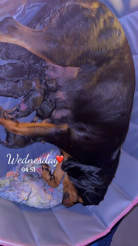 Rottweiler puppies for sale in Southampton, Hampshire – 4 weeks old - Image 2 of 5