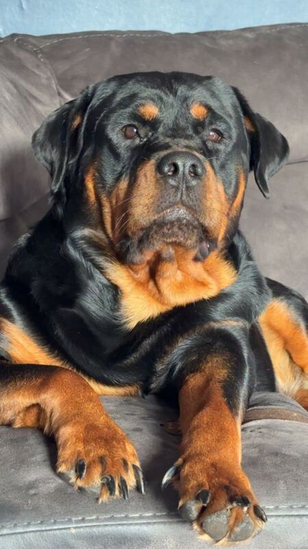 Rottweiler puppies for sale in Southampton, Hampshire – 4 weeks old - Image 3 of 5