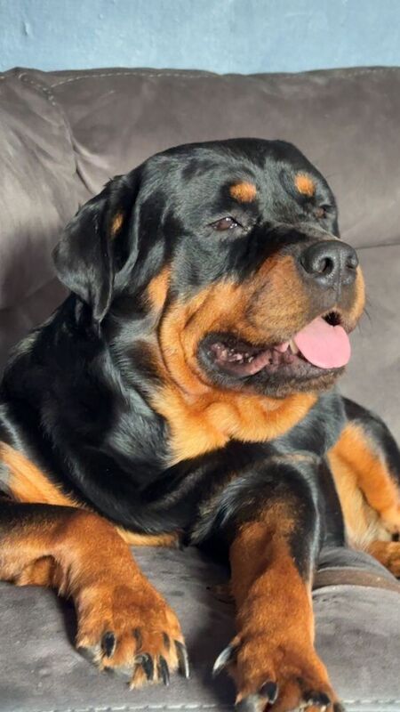 Rottweiler puppies for sale in Southampton, Hampshire – 4 weeks old - Image 4 of 5