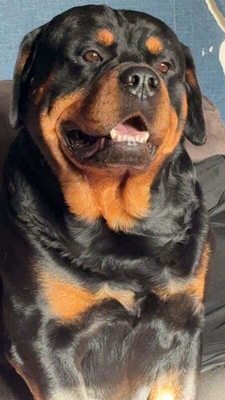 Rottweiler puppies for sale in Southampton, Hampshire – 4 weeks old - Image 5 of 5