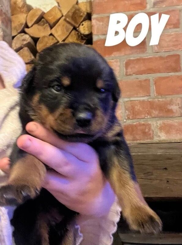 Rottweiler Puppies For Sale