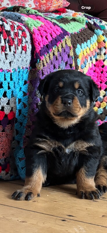 Beautiful Rottweiler puppies
