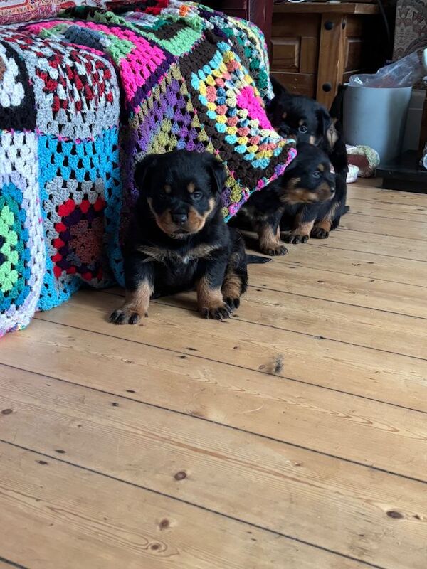 Beautiful Rottweiler puppies - Image 2 of 3