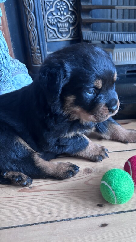 Beautiful Rottweiler puppies - Image 3 of 3