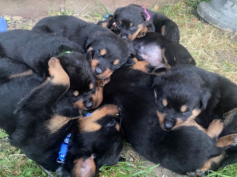 Rottweiler Puppies For Sale