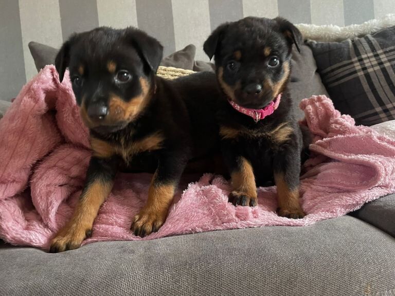 Beautiful Rottweiler puppies - Image 2 of 5