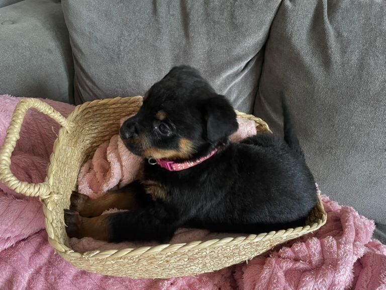 Beautiful Rottweiler puppies - Image 3 of 5