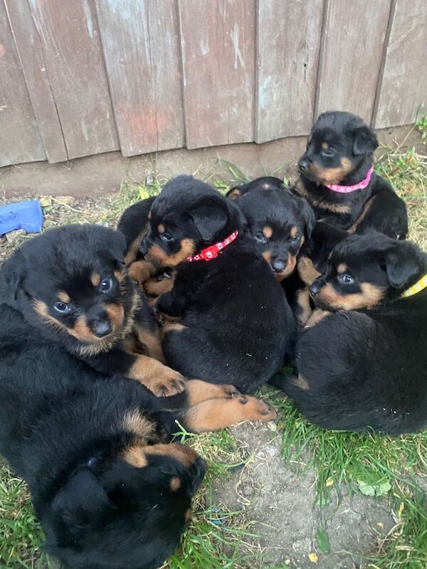 Beautiful Rottweiler puppies - Image 4 of 5
