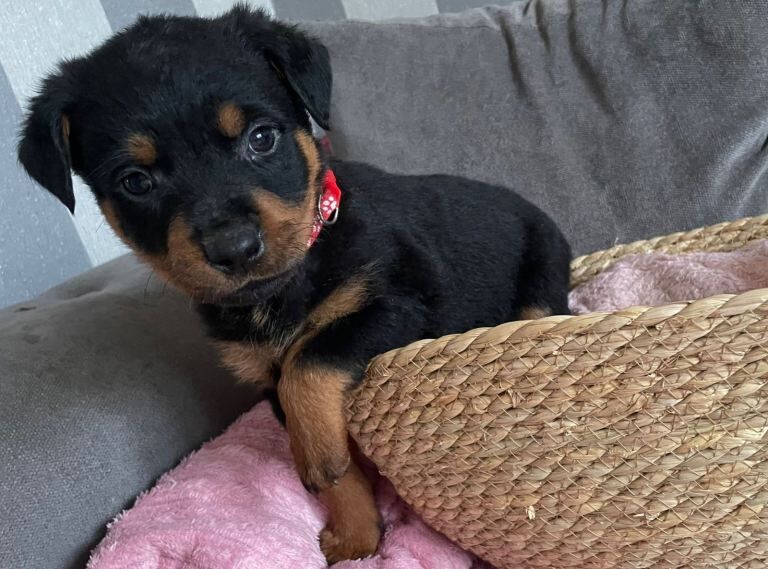 Beautiful Rottweiler puppies - Image 5 of 5