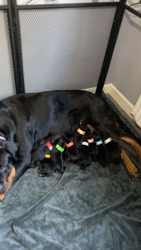 Beautiful Rottweiler puppies