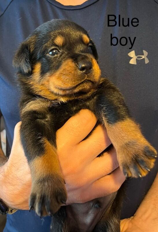 Beautiful Rottweiler puppies - Image 2 of 10