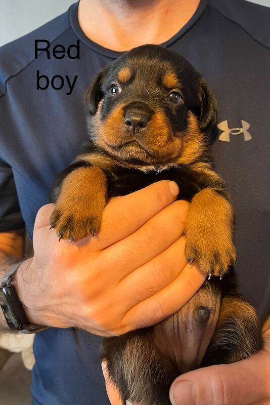 Beautiful Rottweiler puppies - Image 3 of 10