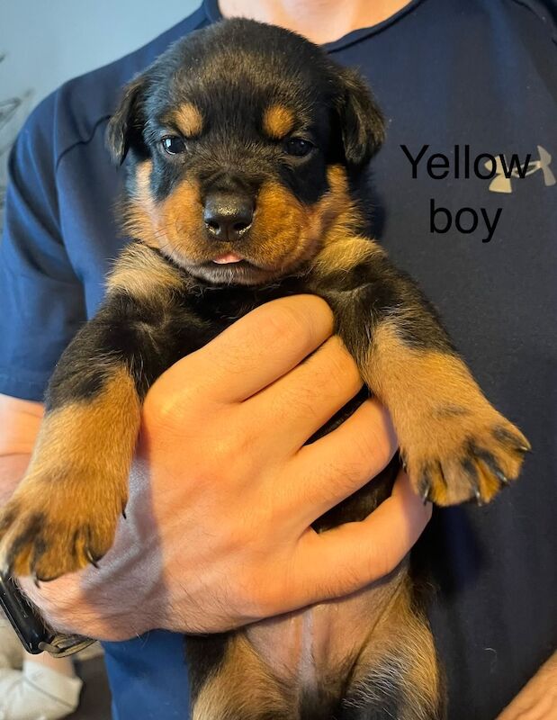 Beautiful Rottweiler puppies - Image 4 of 10
