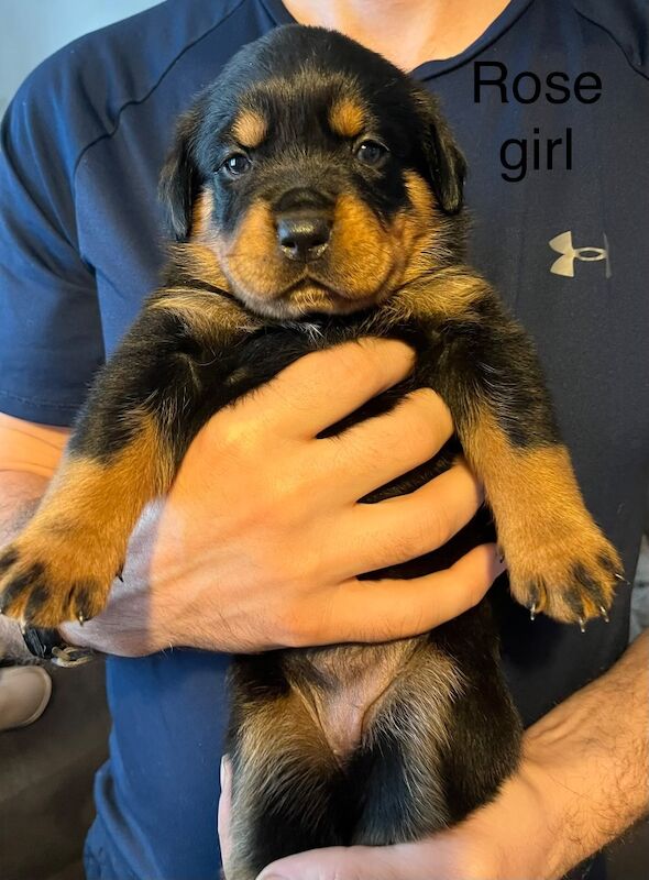 Beautiful Rottweiler puppies - Image 5 of 10