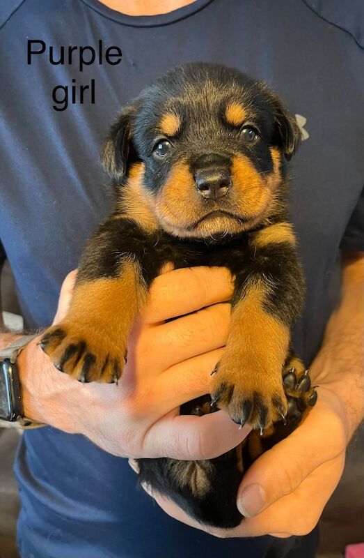 Beautiful Rottweiler puppies - Image 6 of 10