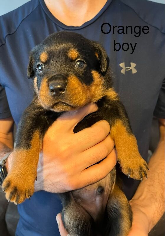 Beautiful Rottweiler puppies - Image 7 of 10