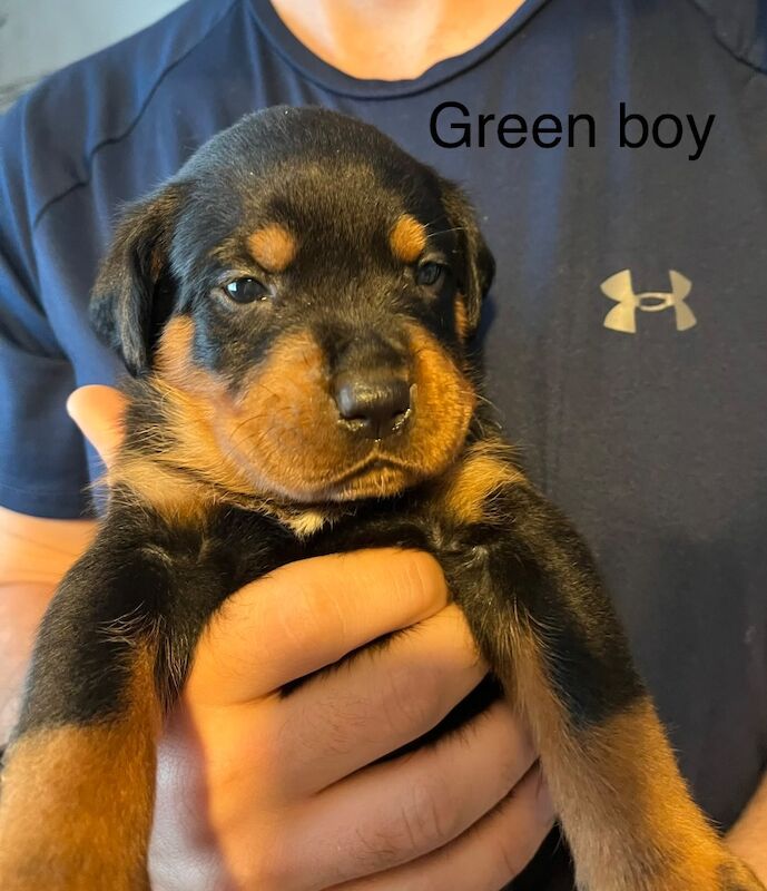 Beautiful Rottweiler puppies - Image 8 of 10
