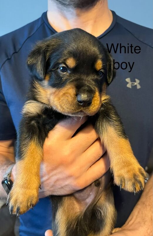 Beautiful Rottweiler puppies - Image 9 of 10