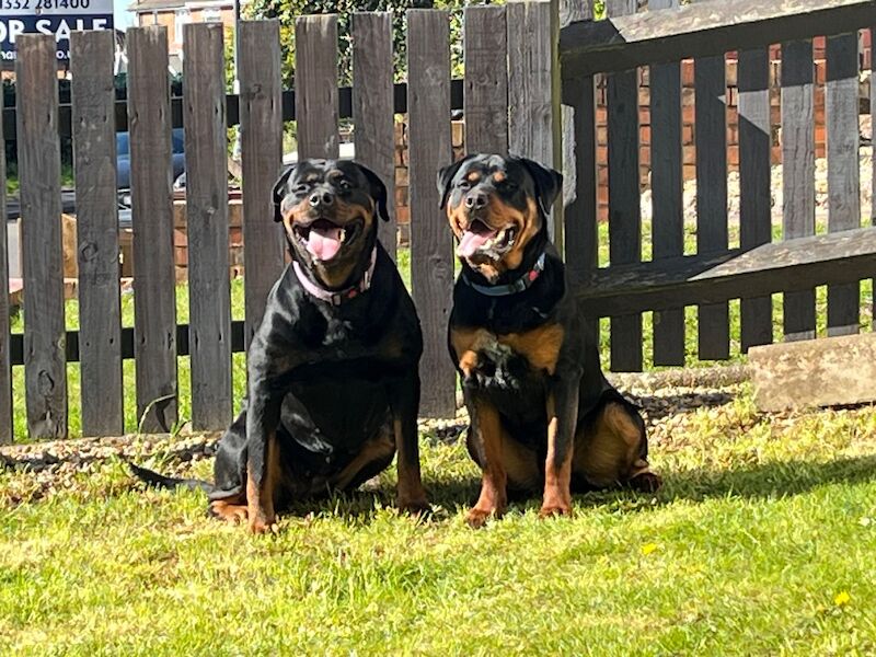 Beautiful Rottweiler puppies - Image 10 of 10