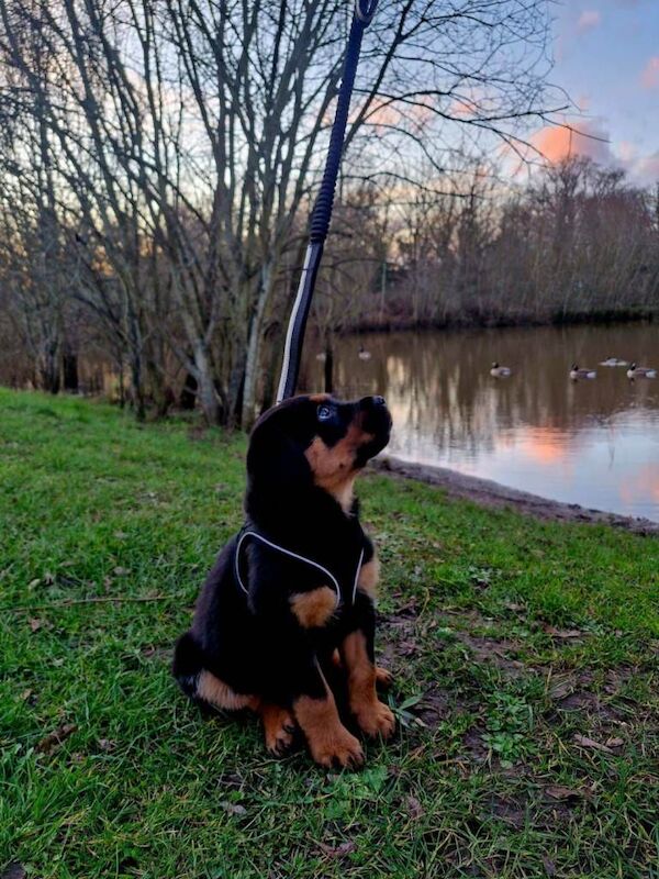 Beautiful Rottweiler Puppy