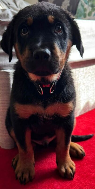 Beautiful Rottweiler Puppy - Image 2 of 3