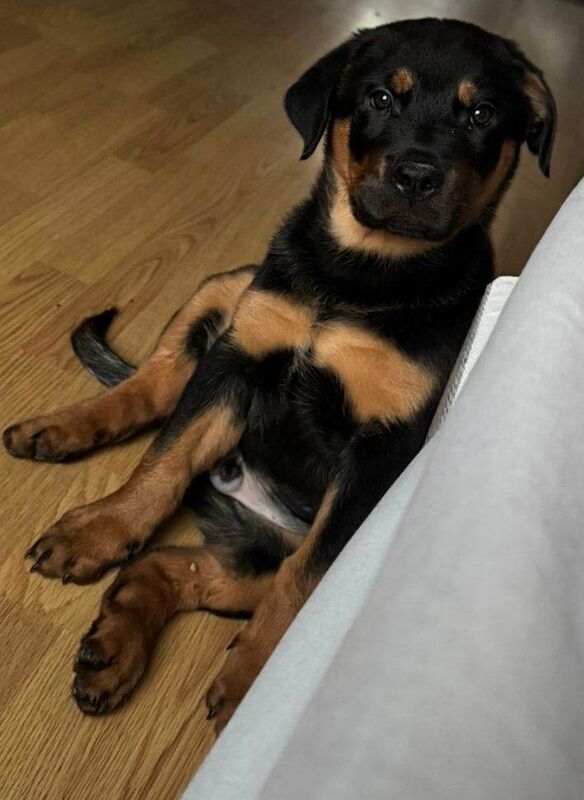 Beautiful Rottweiler Puppy - Image 3 of 3