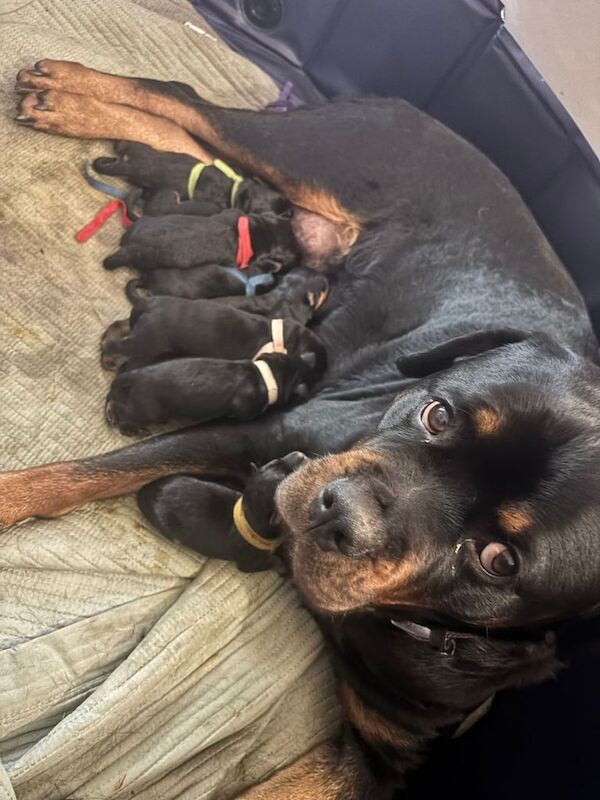Beautiful Rottweiler Pups for sale in Manchester, Greater Manchester - Image 3