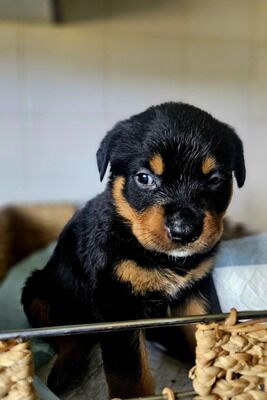 Rottweiler puppies for sale in Birmingham, West Midlands – KC registered, 9 weeks old