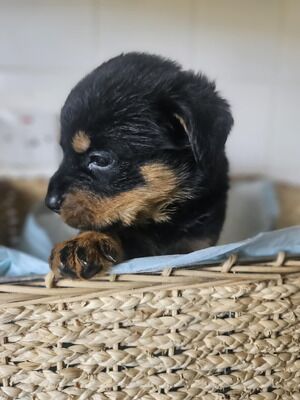 Rottweiler puppies for sale in Birmingham, West Midlands – KC registered, 9 weeks old - Image 2 of 9