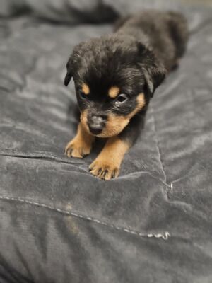 Rottweiler puppies for sale in Birmingham, West Midlands – KC registered, 9 weeks old - Image 3 of 9