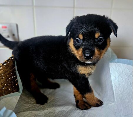 Rottweiler puppies for sale in Birmingham, West Midlands – KC registered, 9 weeks old - Image 4 of 9