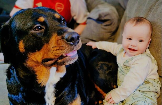 Rottweiler puppies for sale in Birmingham, West Midlands – KC registered, 9 weeks old - Image 5 of 9