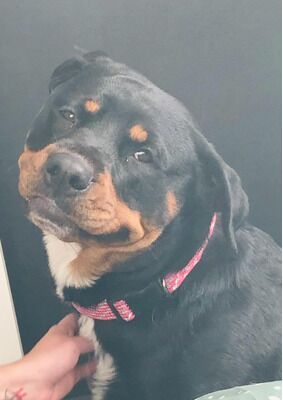 Rottweiler puppies for sale in Birmingham, West Midlands – KC registered, 9 weeks old - Image 6 of 9