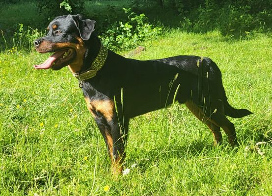 Rottweiler puppies for sale in Birmingham, West Midlands – KC registered, 9 weeks old - Image 7 of 9