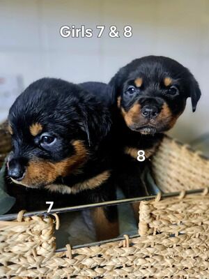 Rottweiler puppies for sale in Birmingham, West Midlands – KC registered, 9 weeks old - Image 8 of 9