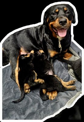 Rottweiler puppies for sale in Birmingham, West Midlands – KC registered, 9 weeks old - Image 9 of 9