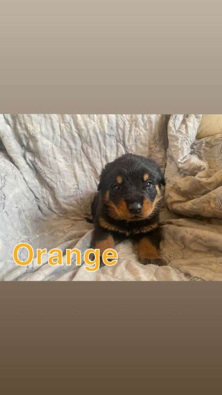 Big chunky litter of 9 Rottweiller puppies - Image 3 of 6
