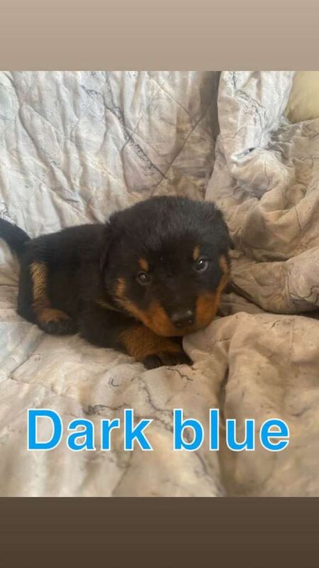 Big chunky litter of 9 Rottweiller puppies - Image 4 of 6