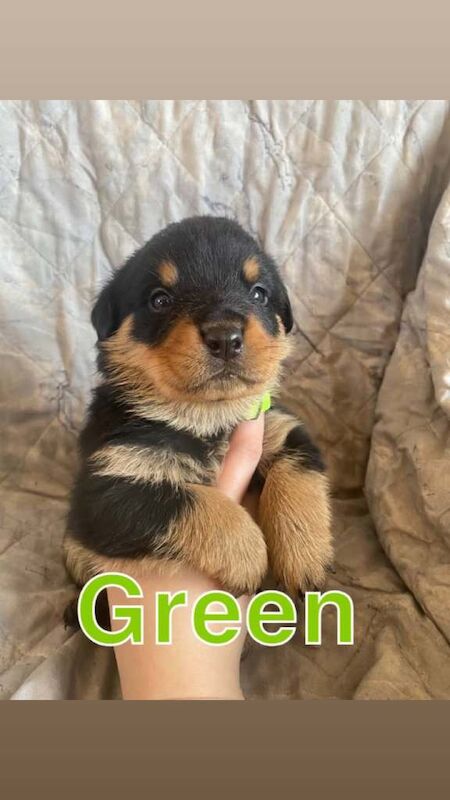 Big chunky litter of 9 Rottweiller puppies - Image 5 of 6