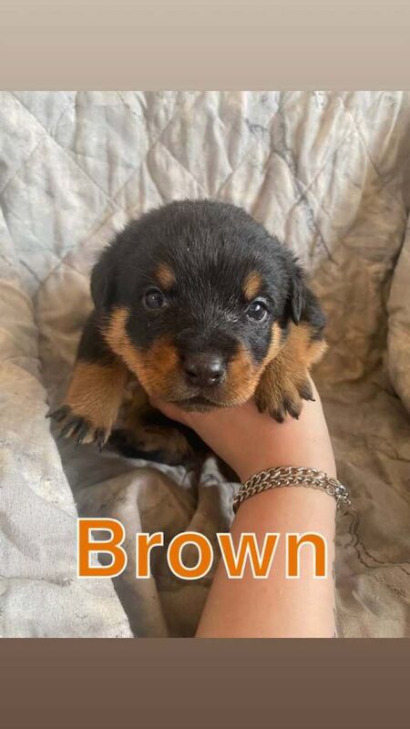 Big chunky litter of 9 Rottweiller puppies - Image 6 of 6