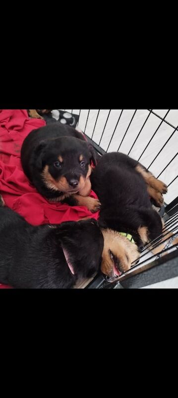 Rottweiler puppies for sale in Market Drayton, Shropshire – 6 weeks old