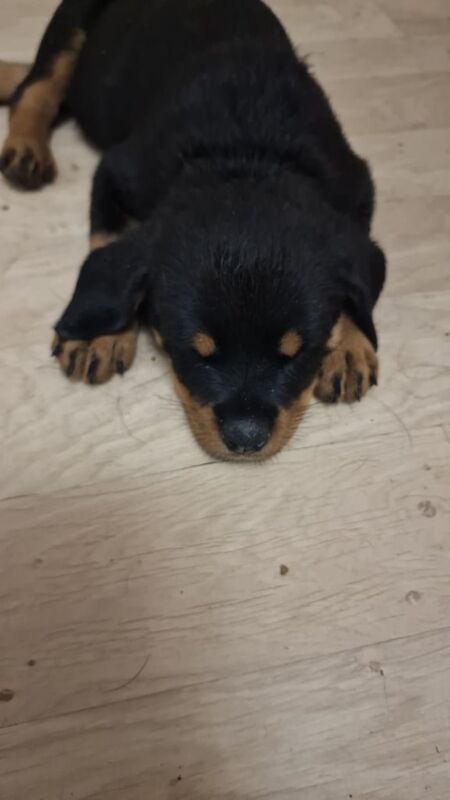 Rottweiler puppies for sale in Knottingley, West Yorkshire – KC registered, 8 weeks old