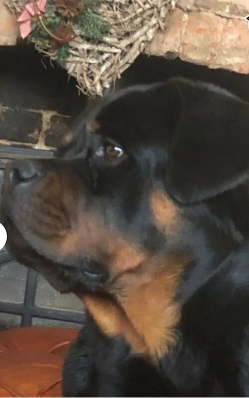 Rottweiler puppies for sale in Knottingley, West Yorkshire – KC registered, 8 weeks old - Image 2 of 3