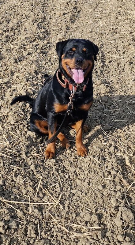 Rottweiler puppies for sale in Knottingley, West Yorkshire – KC registered, 8 weeks old - Image 3 of 3